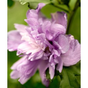 Nahaufnahme einer lila Blüte des Hibiscus Syriacus Ardens Gartenhibiskus.