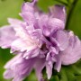 Nahaufnahme einer lila Blüte des Hibiscus Syriacus Ardens Gartenhibiskus.