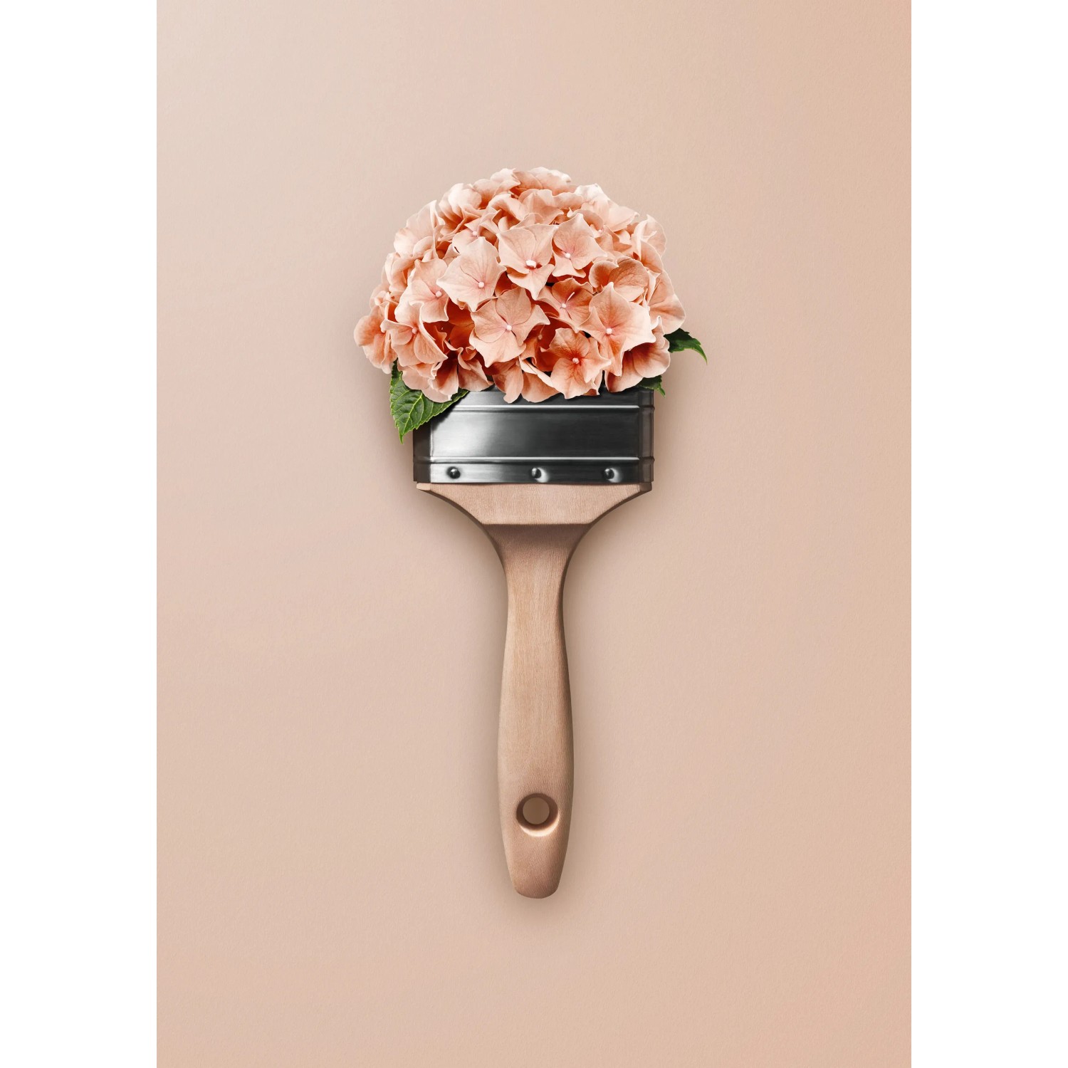 Pinsel mit Hortensienblüten, Schöner Wohnen Trendfarbe. Matte Wandfarbe in Rosa.