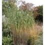 Hohes, grünes Riesenchinaschilf Aksel Olsen (Miscanthus floridulus) im Garten.
