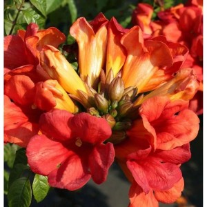 Hochstamm Große Klettertrompete Fire Trumpet Vine 80-100cm - Campsis tagliabuana