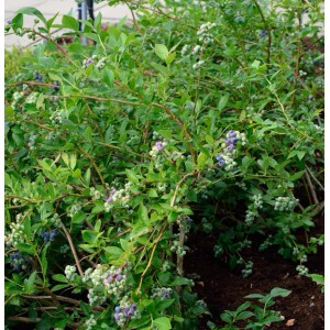Heidelbeere Elizabeth Strauch mit grünen Blättern und blauen Beeren.