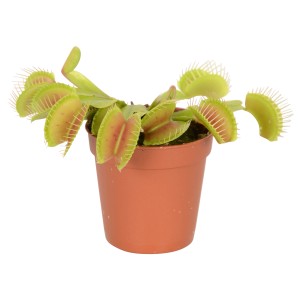 Venusfliegenfalle (Dionaea muscipula) im Topf, fleischfressende Pflanze mit Fangblättern.