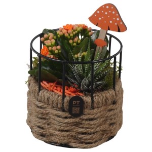 GROW by OBI Zimmerpflanzen-Arrangement im Korbgefäß mit Haworthie, Kalanchoe, orange Blüten und Deko-Pilz.