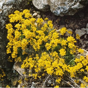Immergrünes Felsenblümchen mit leuchtend gelben Blüten im Steingarten.