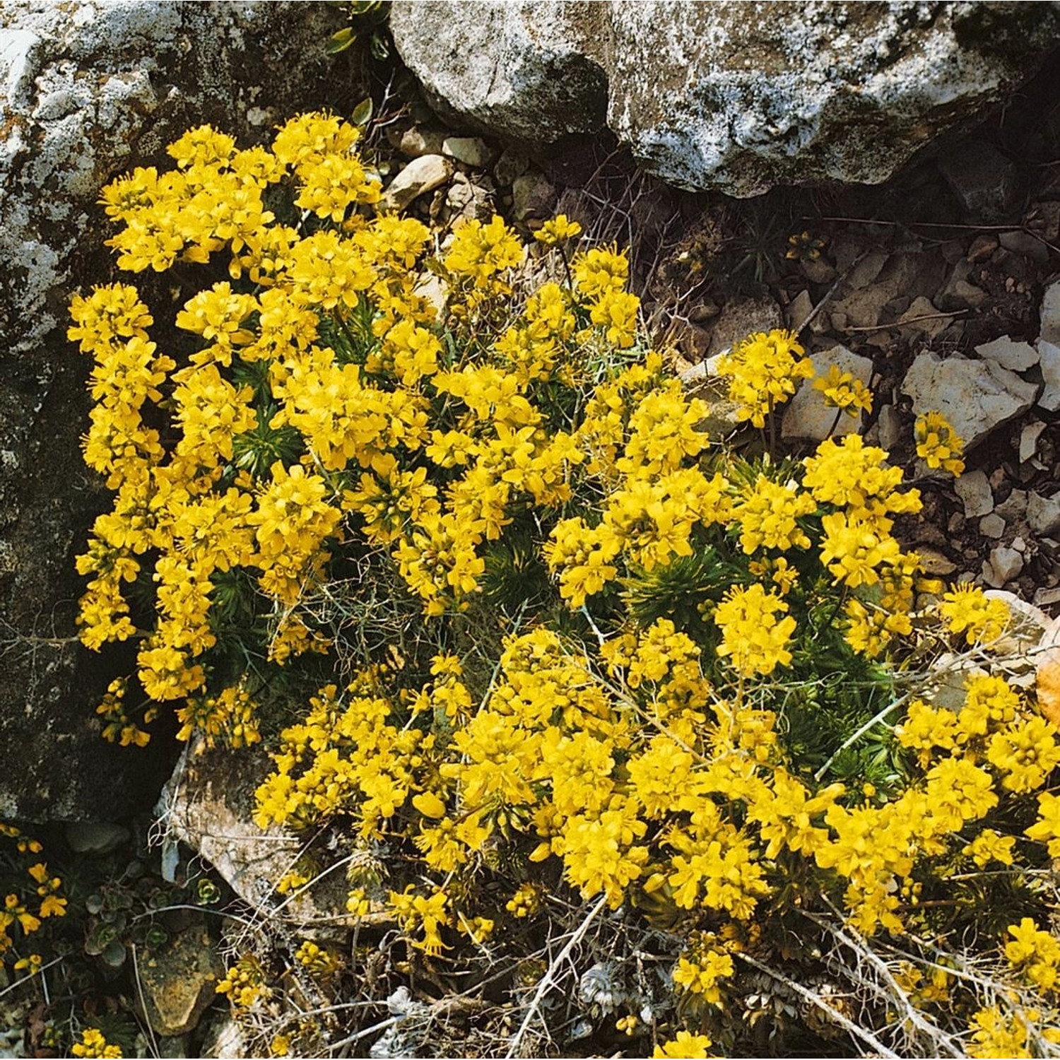 Draba Aizoides Immergrünes Felsenblümchen Ca. 9x9 cm Topf günstig online kaufen