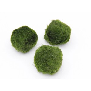 Drei grüne Algenbälle (Aegagrophila linnaei) für ein Aquarium.