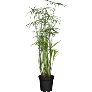 Echter Papyrus im Topf, grüne Wasserpflanze für den Gartenteich.