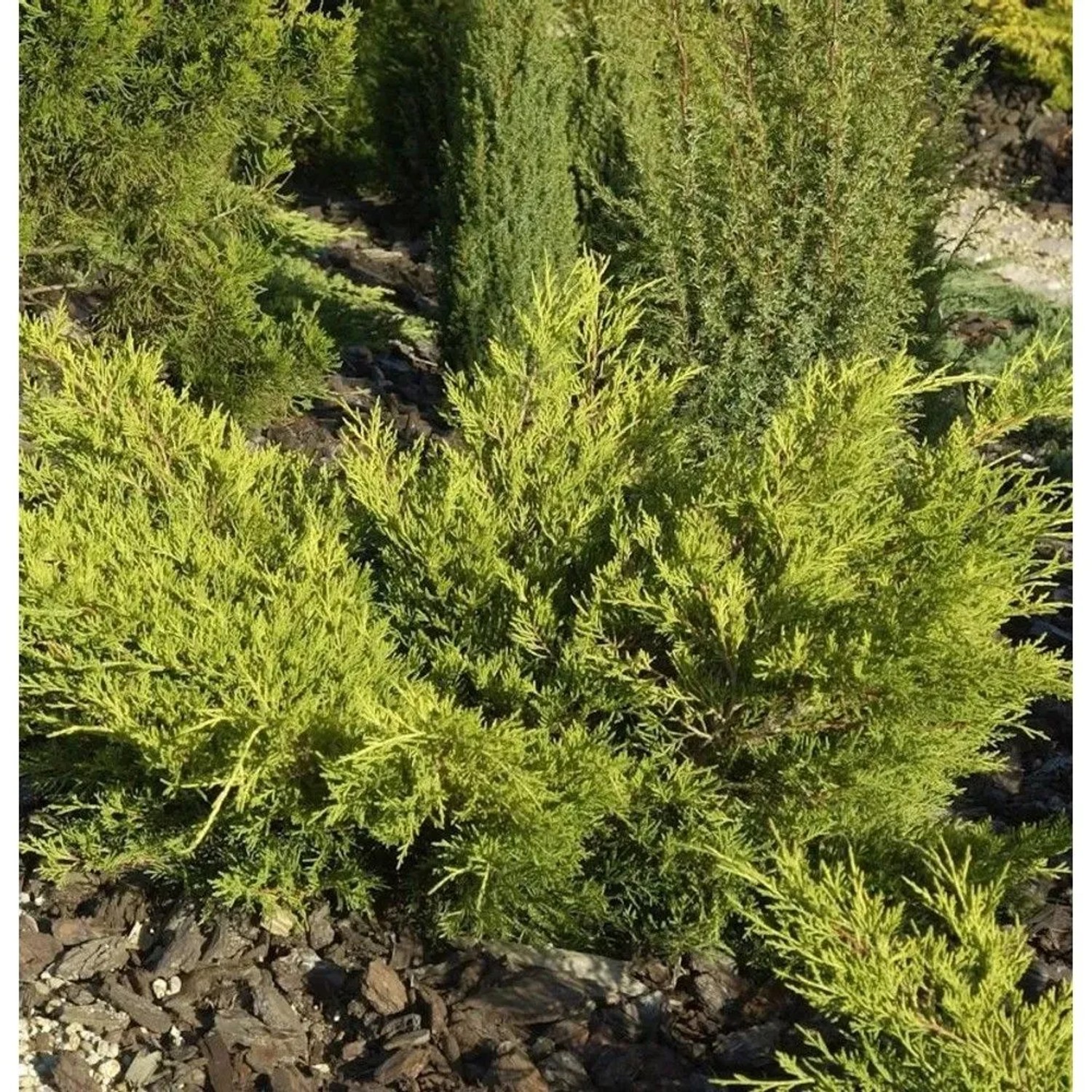 Goldgelber Wacholder Gold Coast 20-25cm - Juniperus media