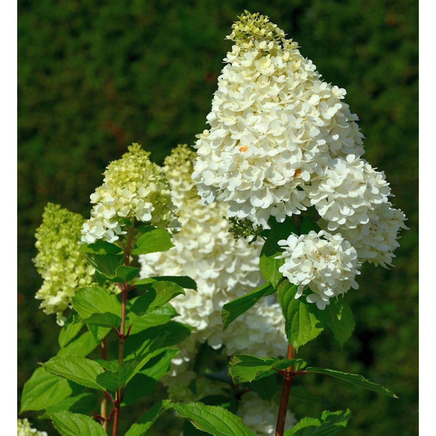 Rispenhortensie Hercules 40-60cm - Hydrangea paniculata günstig online kaufen