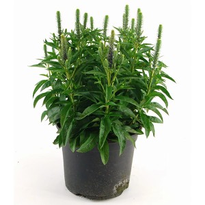 Ähriger Ehrenpreis Dwarf Blue im Topf, ca. 25 cm hoch.