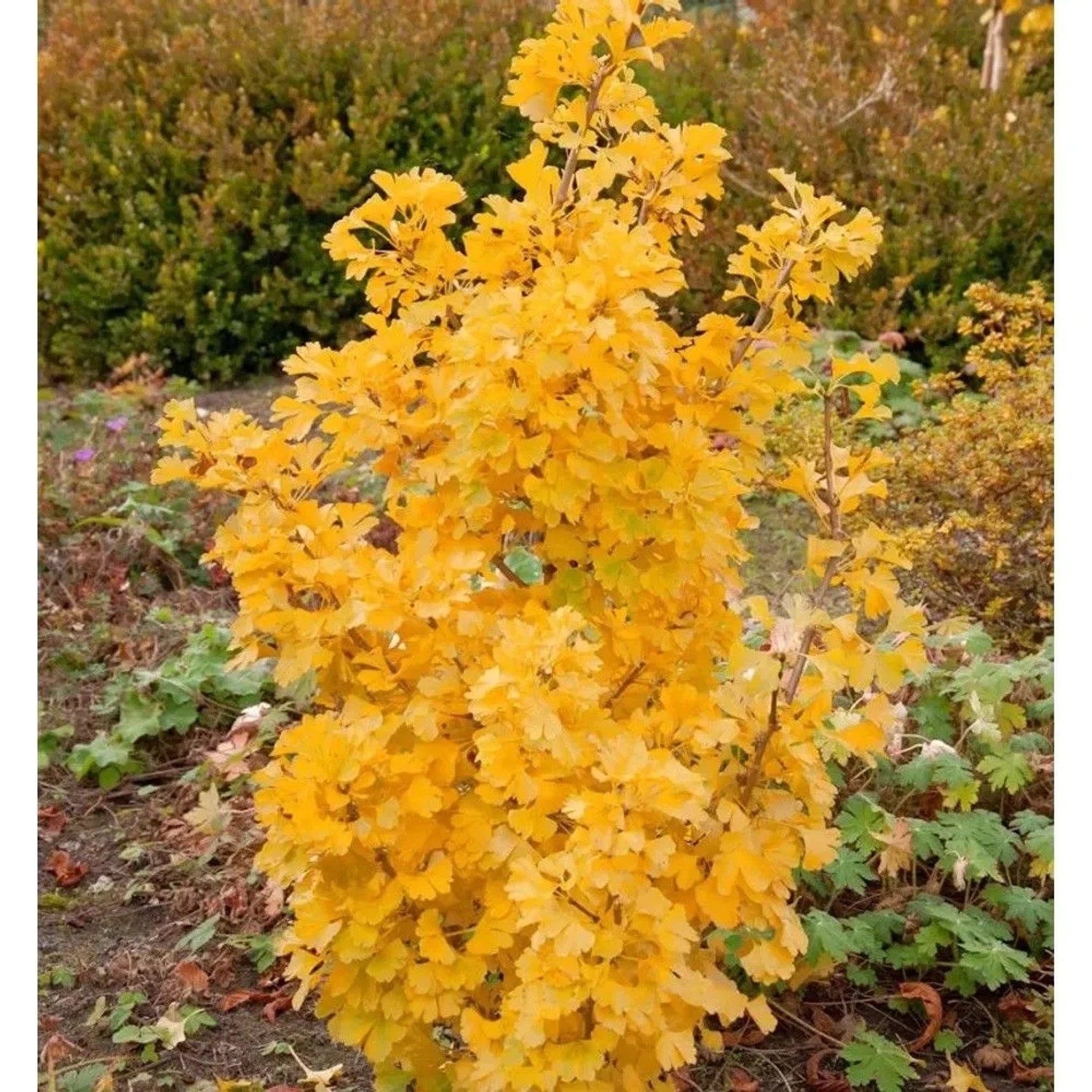 Kleiner Ginkgobaum Simon 70-80cm - Ginkgo biloba