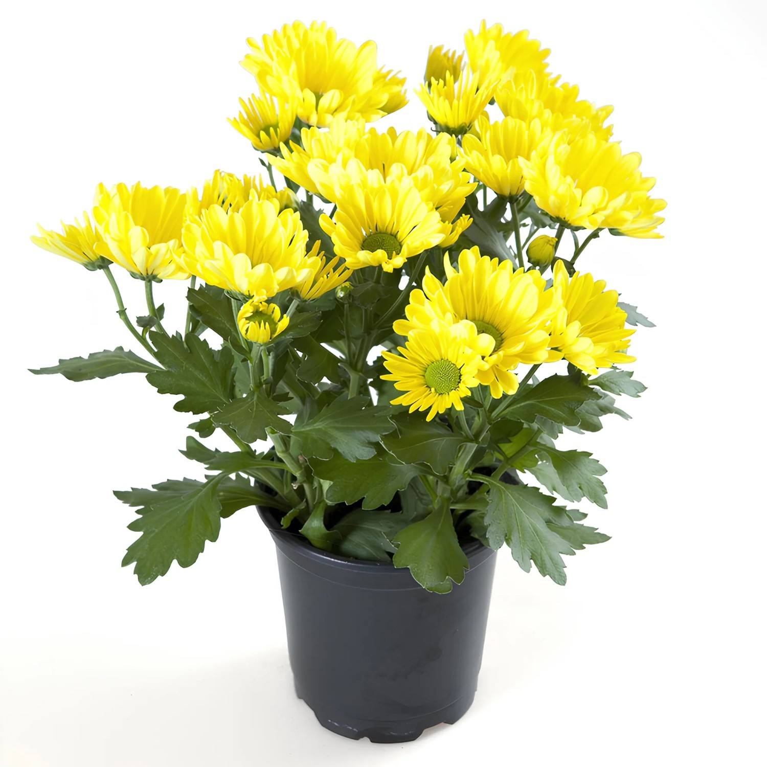 Chrysantheme Balkonpflanze Höhe 25 cm Topf Ø 12 cm kaufen bei OBI