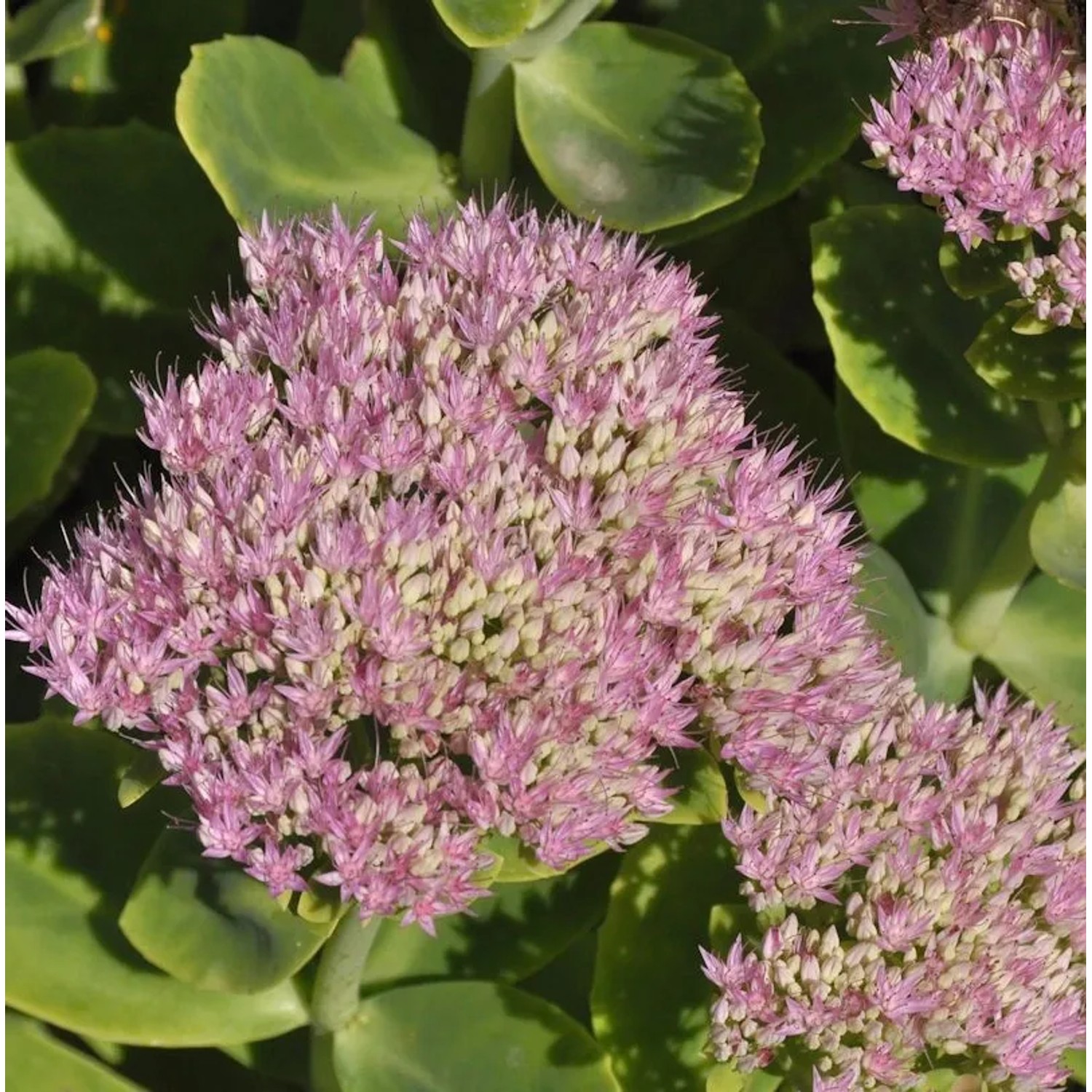 Prächtige Fetthenne Abbeydore - Sedum spectabile