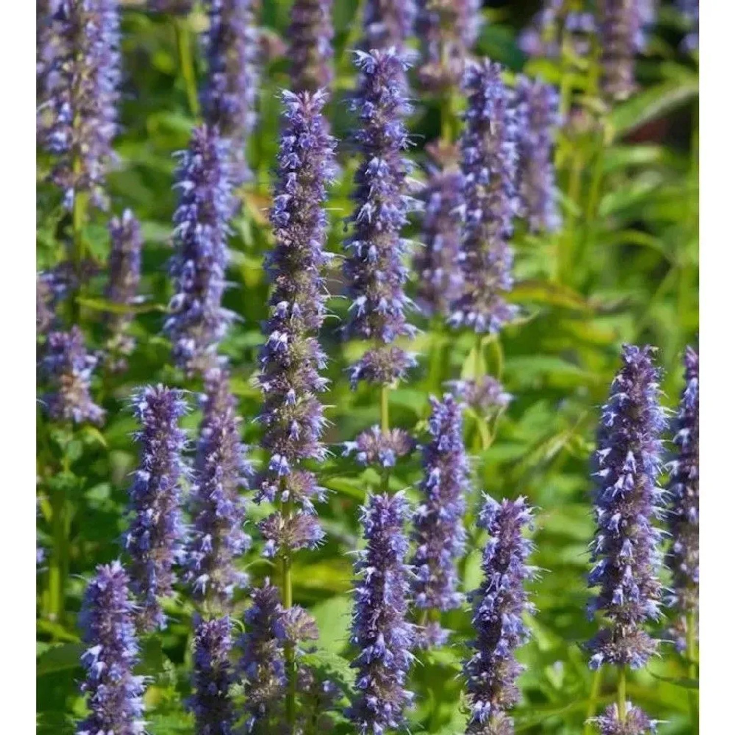 Mexikonessel Blue Fortune - Agastache rugosa