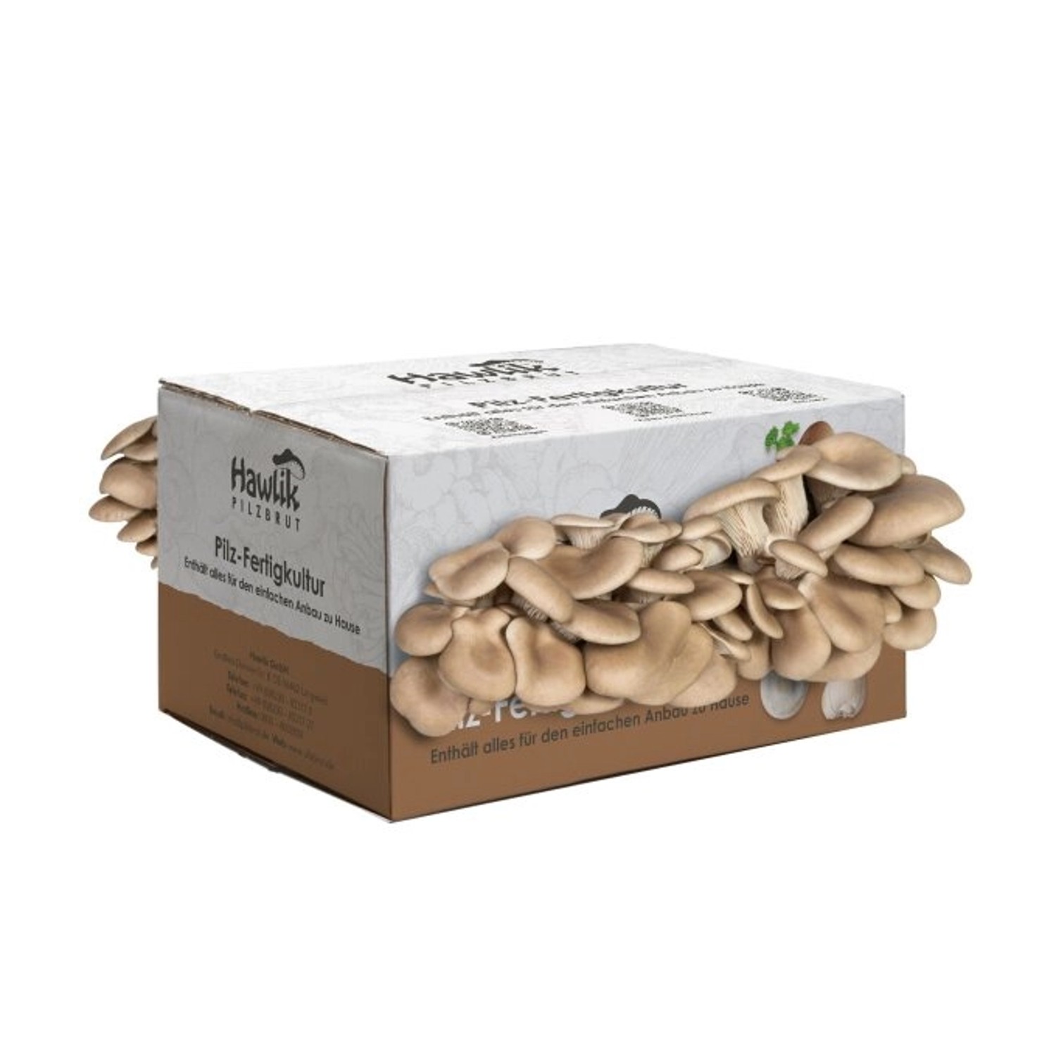 Hawlik Pilzbrut Großes Austernpilz Pilzzuchtset für Zuhause Pilzkultur für günstig online kaufen