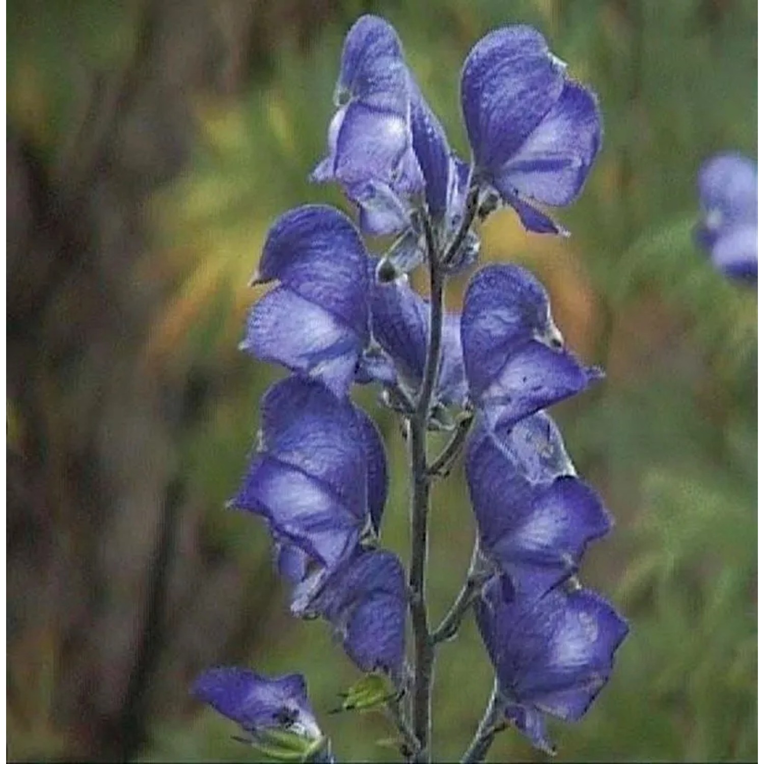 Herbsteisenhut Newry Blue - Aconitum carmichaelii