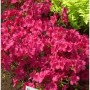 Japanische Azalee Georg Arends 20-25cm - Rhododendron obtusum - Zwerg Alpenrose