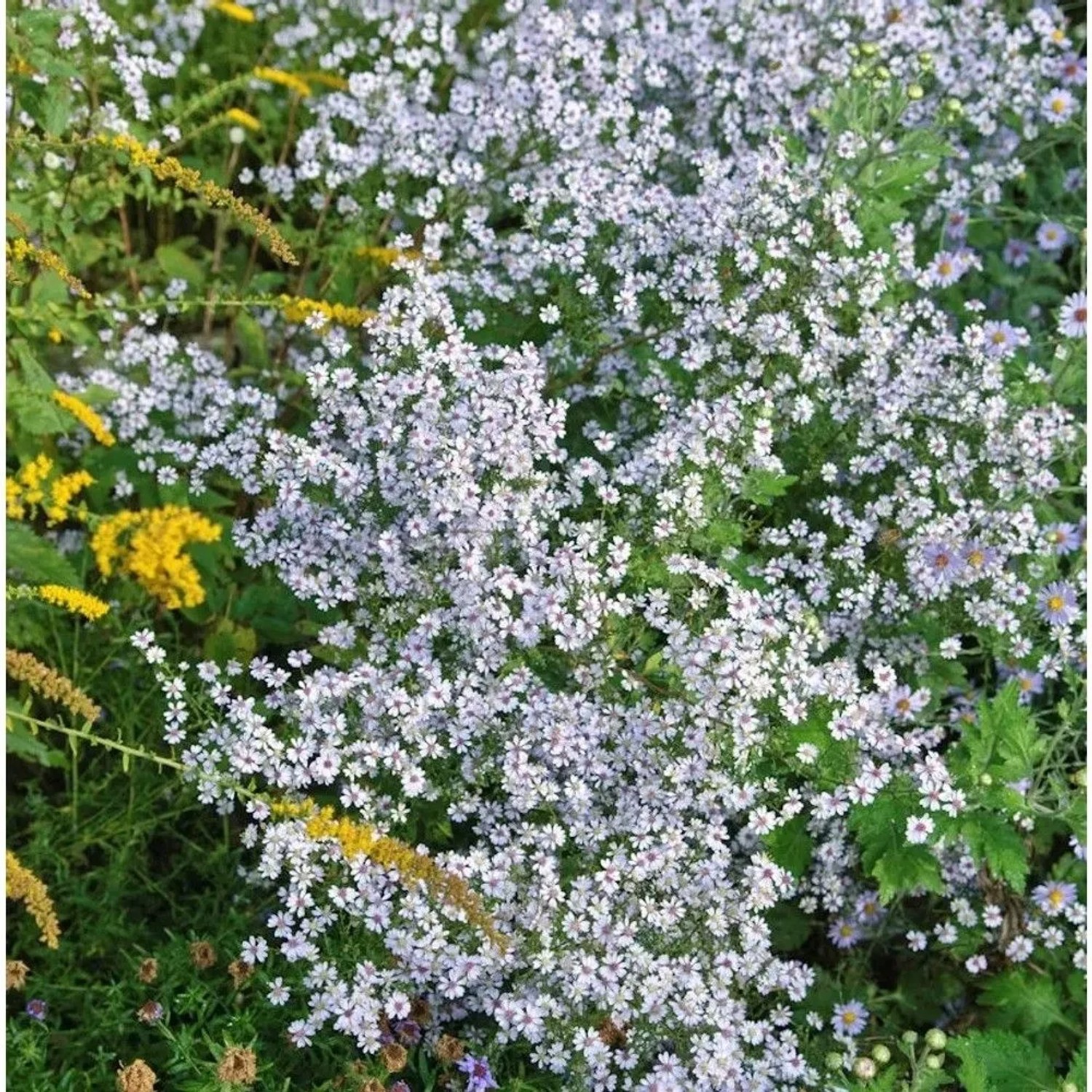 Myrtenaster Monte Cassino - Aster pringlei
