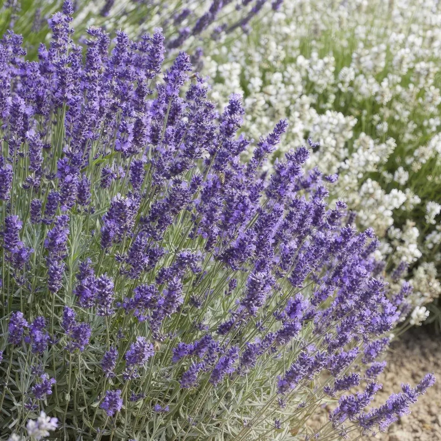 Blühender Lavendel 'Hidcote' im 9cm Topf, violette Blüten, Bodendecker.