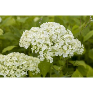 Nahaufnahme der Schneeballhortensie 'Lime Rickey' mit limettengrünen Blüten im Garten.