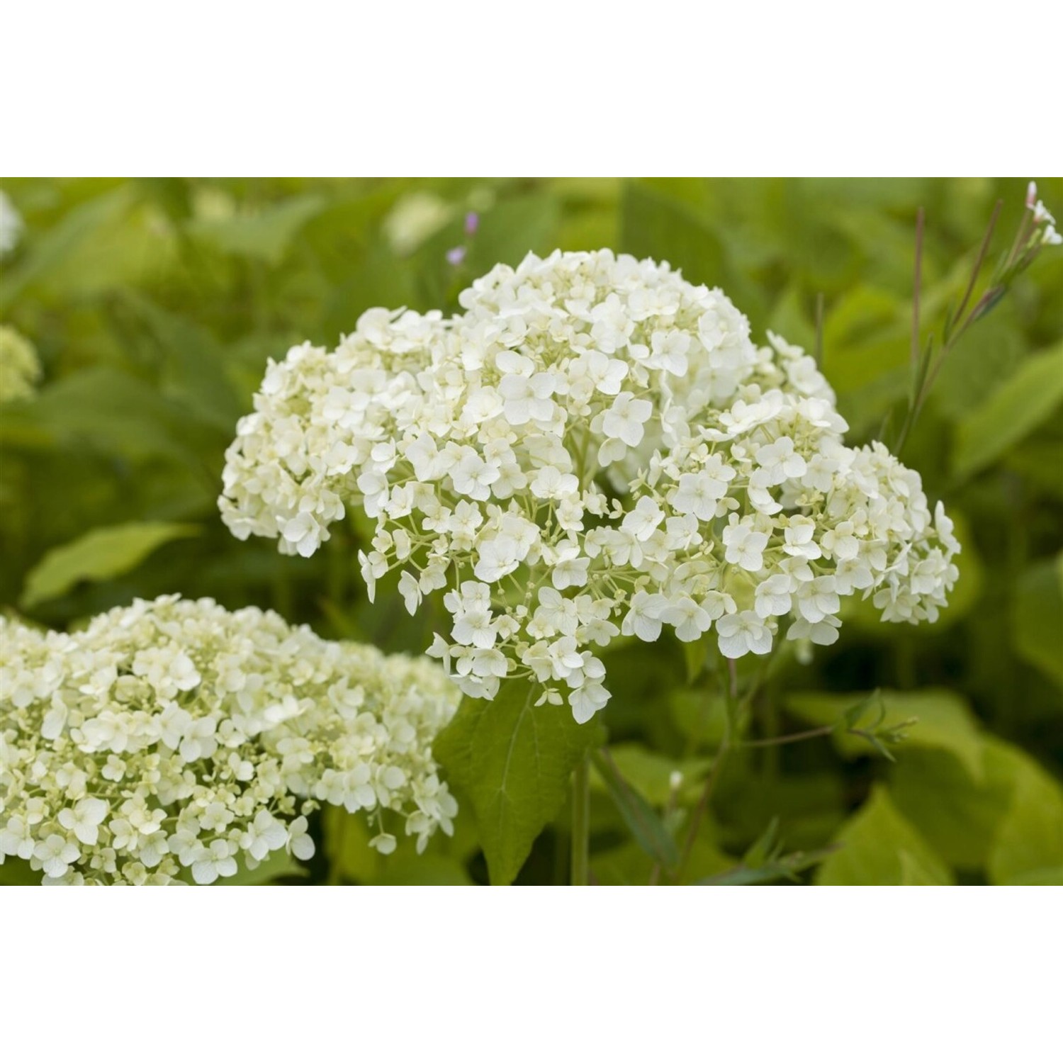 Hydrangea Arborescens Schneeballhortensie Lime Rickey 60-80 cm günstig online kaufen