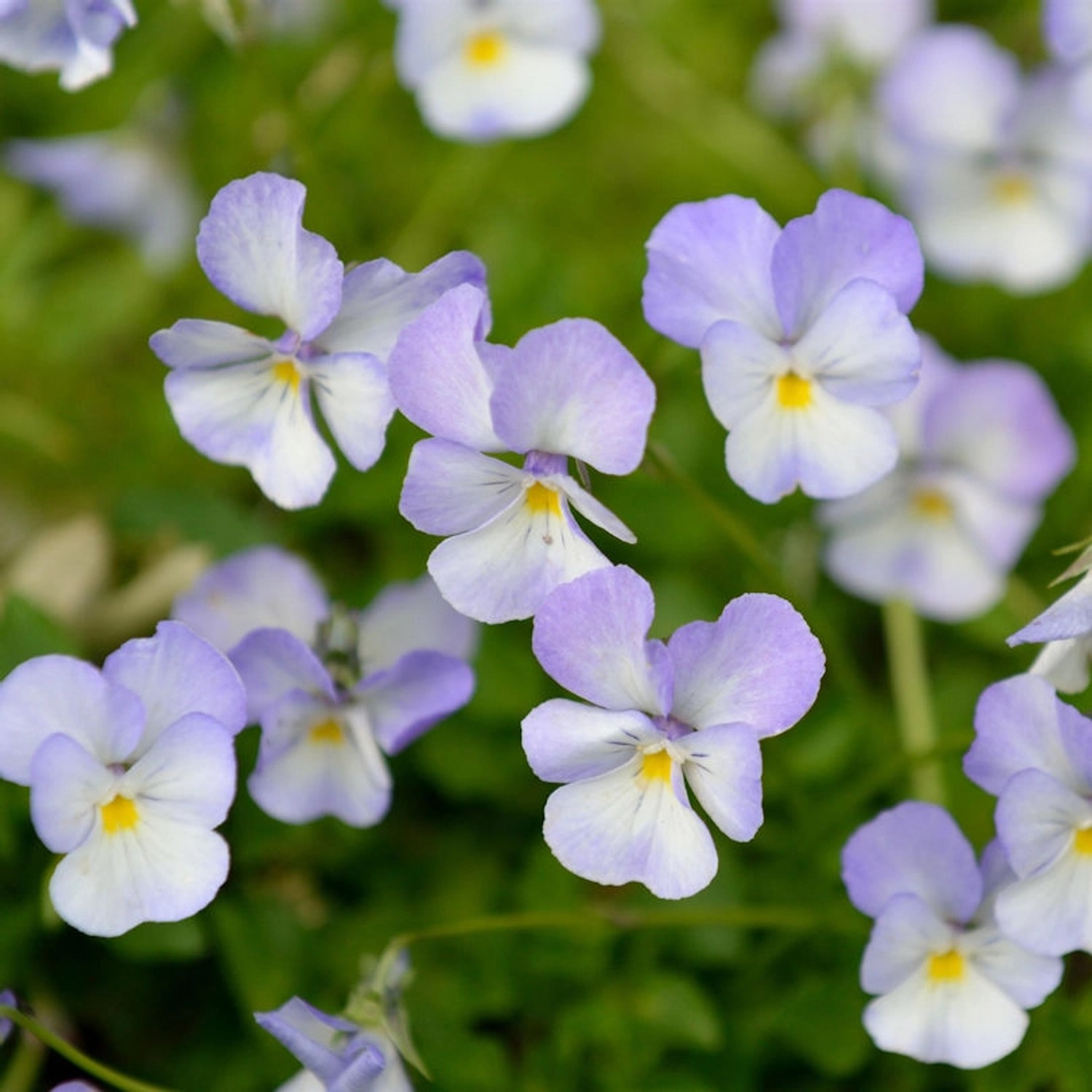 Hornveilchen Milk Maide - Viola cornuta günstig online kaufen