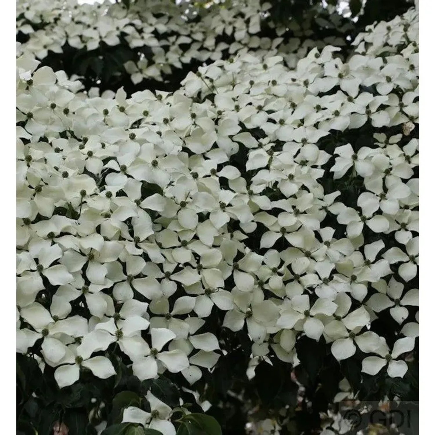 Chinesischer Blumen Hartriegel Wietings Select 40-60cm - Cornus kousa