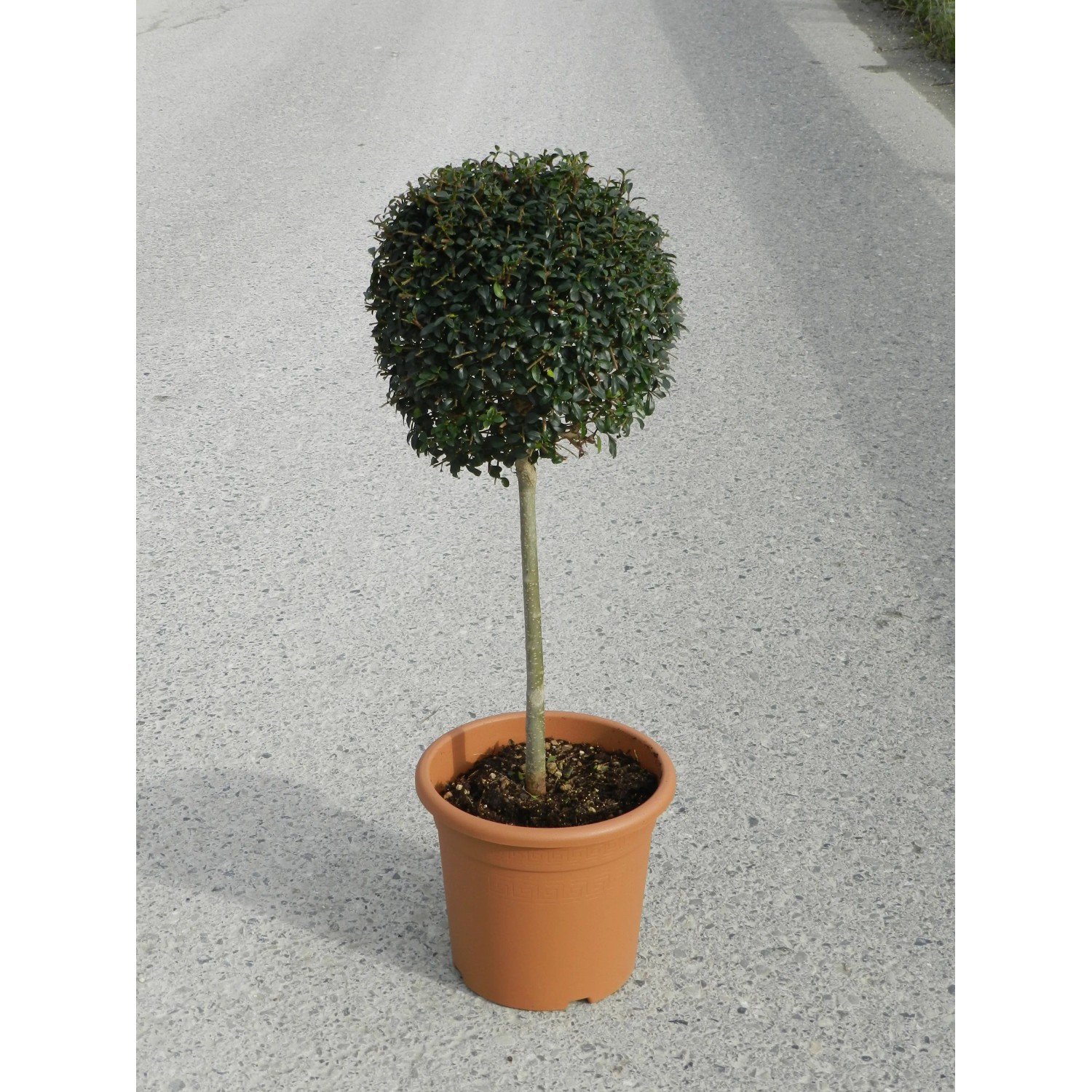 GROW by OBI Immergrner Liguster 65 cm 9 l kaufen bei OBI