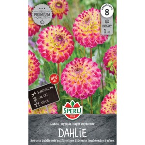 Sperli Ball-Dahlie Hapet Daydream: Pink-gelbe Blüten, ideal als Schnittblume.