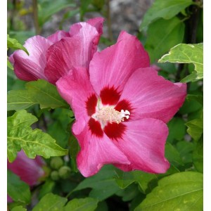 Hochstamm Rosen Eibisch Woodbridge 60-80cm - Hibiscus