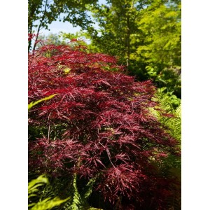 Acer Palmatum Red Pygmy: Japanischer Ahorn mit tiefroten Blättern im Garten.