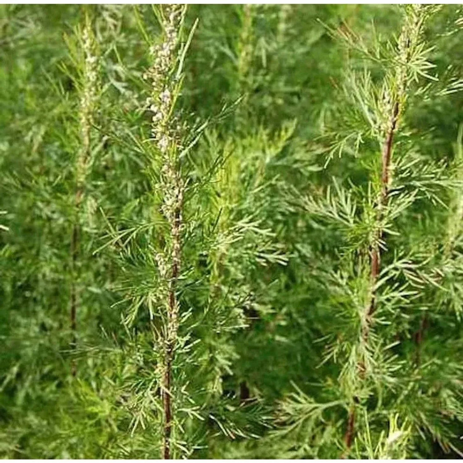 Eberraute Citrina - Artemisia abrotanum