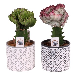 Zwei Wolfsmilch-Pflanzen (Euphorbia lactea) in Terrakotta-Töpfen mit Muster.