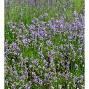 Blühender Lavendel 'Dutch' (Lavandula intermedia) im Gartenbeet.
