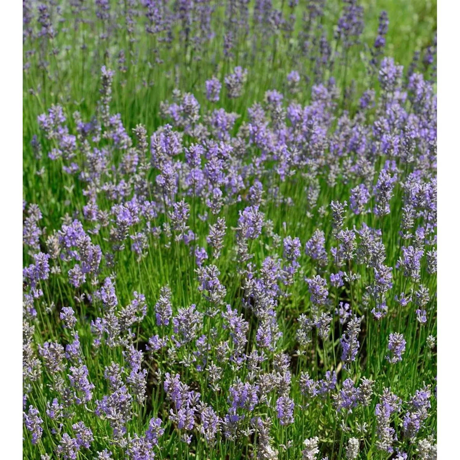 Lavendel Dutch - Lavandula intermedia