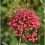 Nahaufnahme der roten Blüten der Spornblume Coccineus (Centranthus ruber).