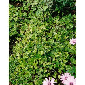 Grün-weißer Hedera Helix Kolibri Efeu als Bodendecker oder Kletterpflanze.