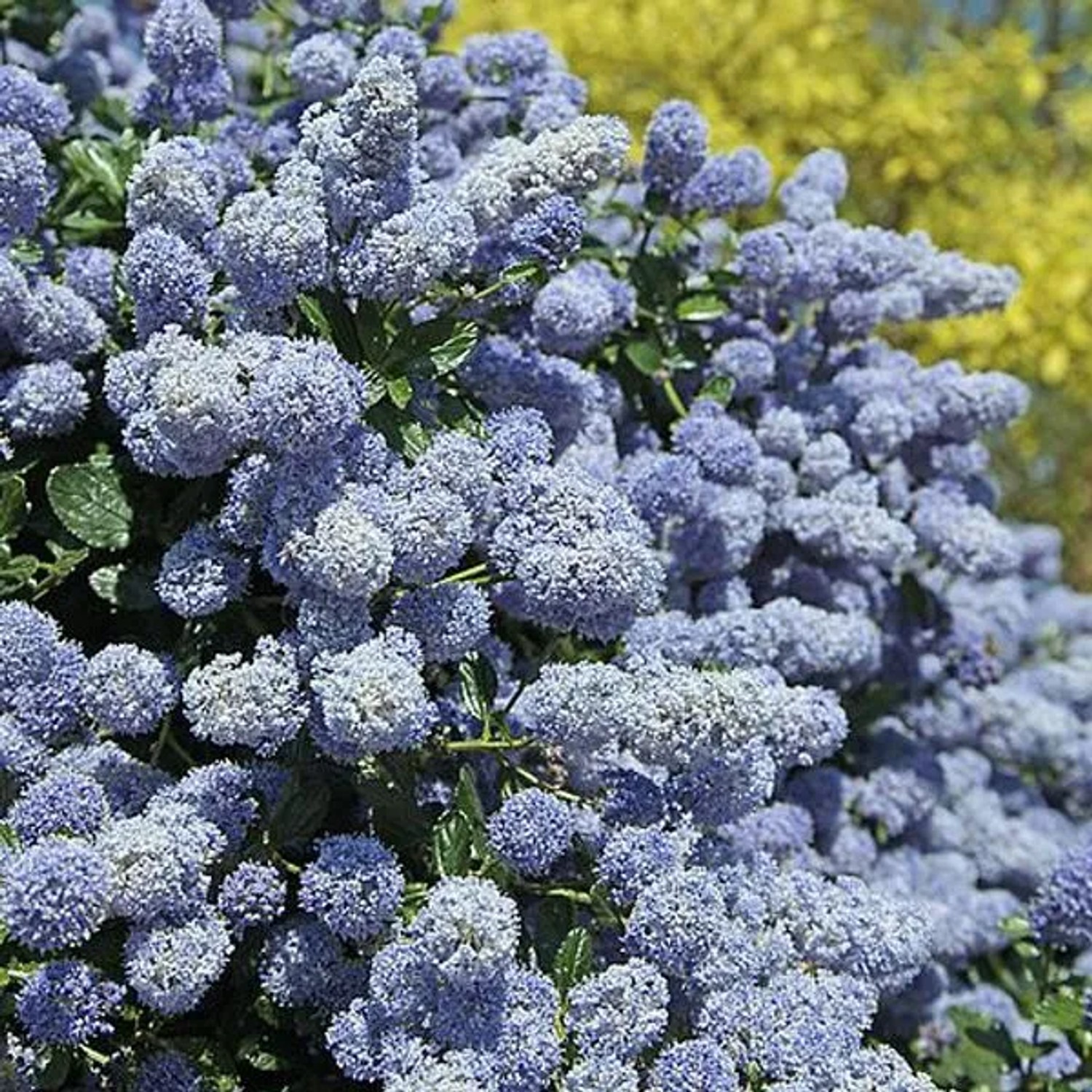 Säckelblume 'Gloire de Versailles' Ceanothus 40 bis 50 cm im Container Reichblühend