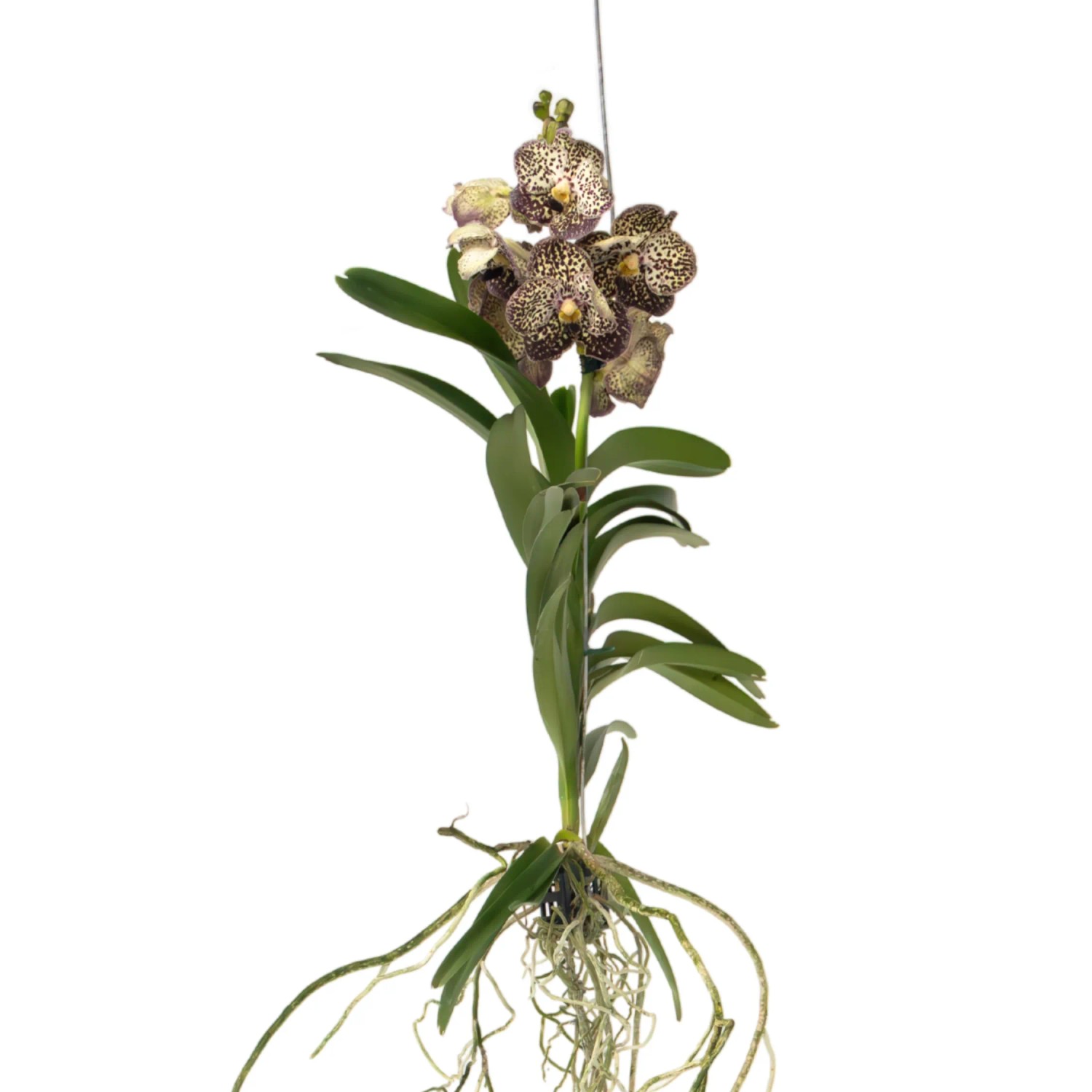 Plant In A Box Vanda-Orchidee Vanda 'Ocelot Mocha' Höhe 55cm Ø30 Lila