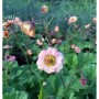 Nelkenwurz 'Mai Tai': Lachsfarbene Blüten einer Geum cultorum Staude im Garten.