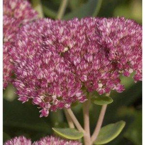 Nahaufnahme der rosa Blüte der Großen Fetthenne (Sedum telephium) Staude.