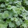 Nahaufnahme des Alchemilla Mollis 'Thriller' Frauenmantels mit graugrünen Blättern im 9x9 cm Topf.