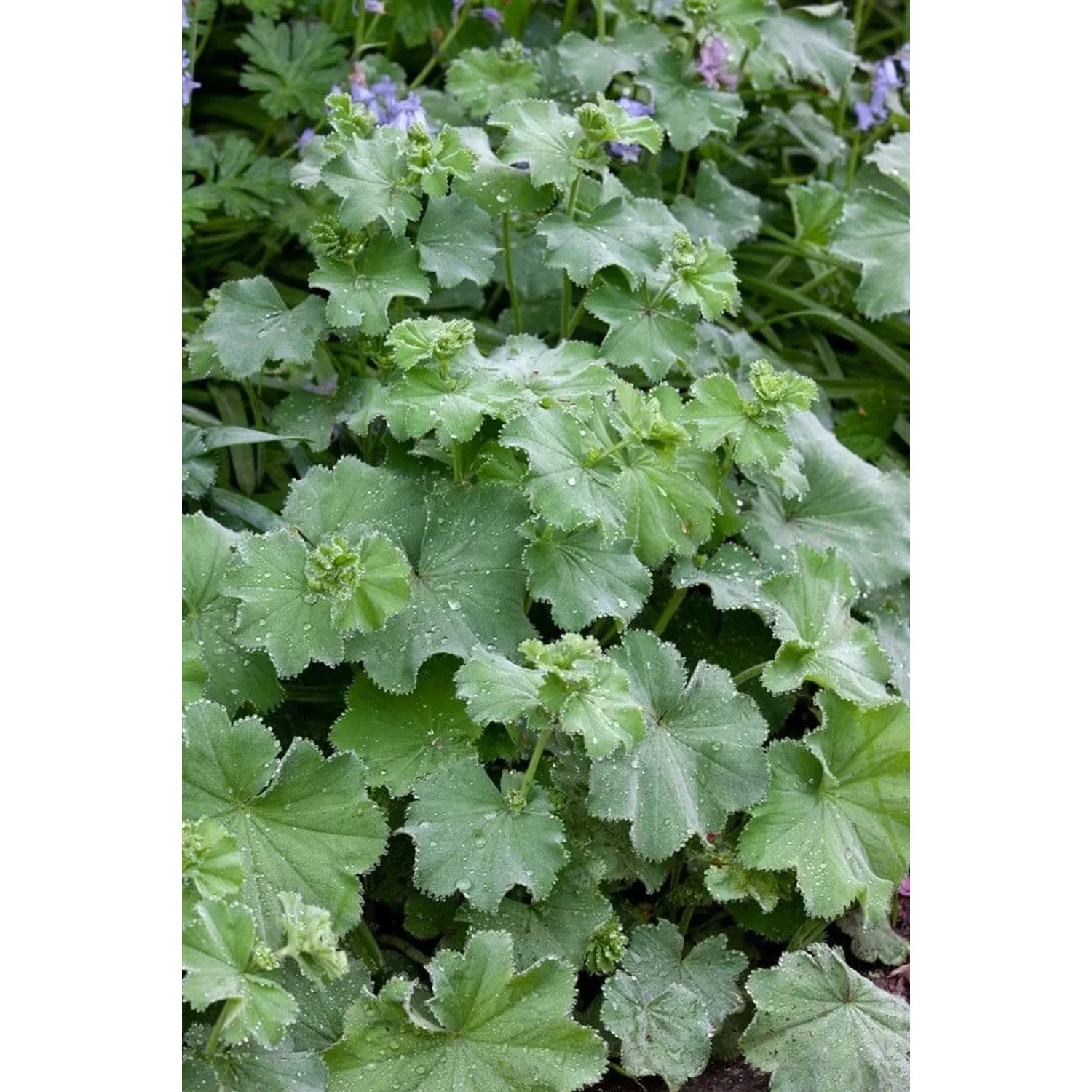 Nahaufnahme des Alchemilla Mollis 'Thriller' Frauenmantels mit graugrünen Blättern im 9x9 cm Topf.