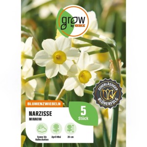 GROW by OBI Narzisse Minnow Gelb-Weiß 5 Stück Narcissus tazetta Minnow
