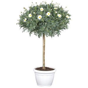 Strauchmargerite Mix als Stamm im Topf, ca. 80-100cm hoch, weiße Blüten.