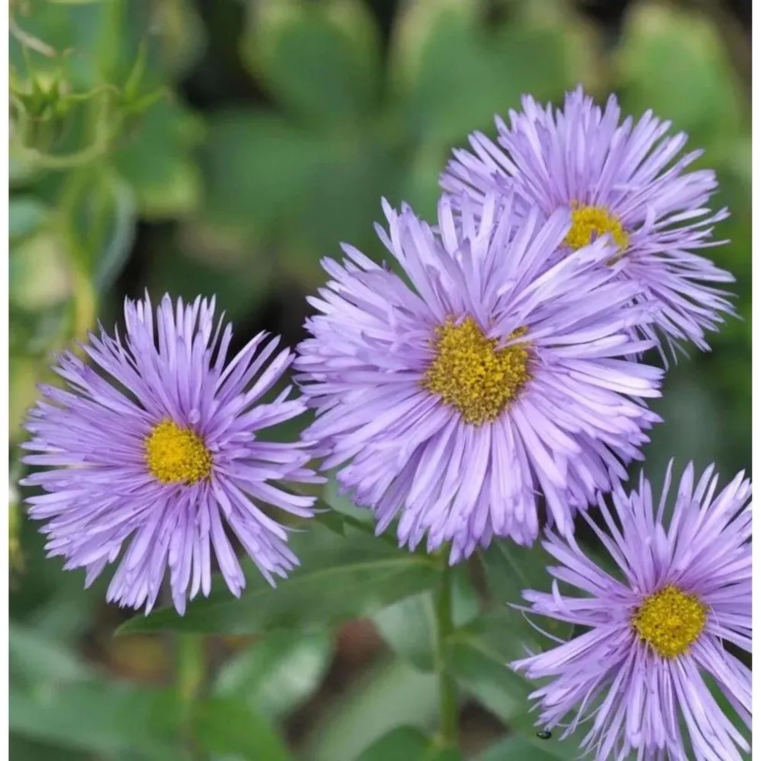 Feinstrahlaster Adria - Erigeron cultorum