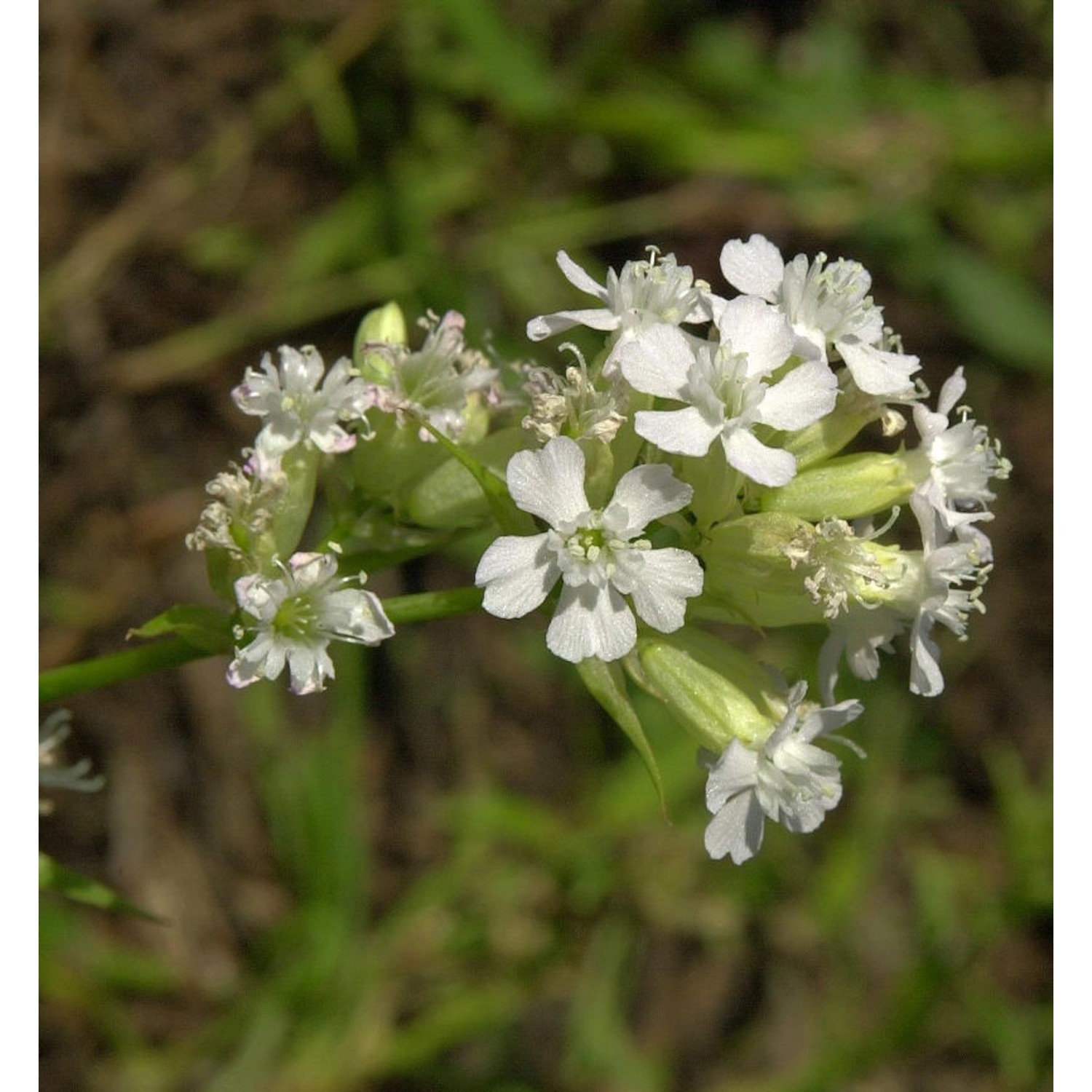 Pechnelke Alba - Lychnis viscaria günstig online kaufen