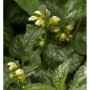 Nahaufnahme der gelb blühenden Florentiner Goldnessel (Lamiastrum galeobdolon) im Garten.