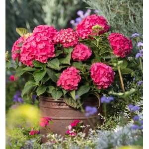 Himbeerrote Hortensie Endless Summer Summer Love im Topf, ca. 20-30 cm hoch.
